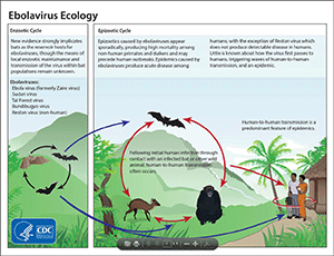 Ebolavirus-Ecologie